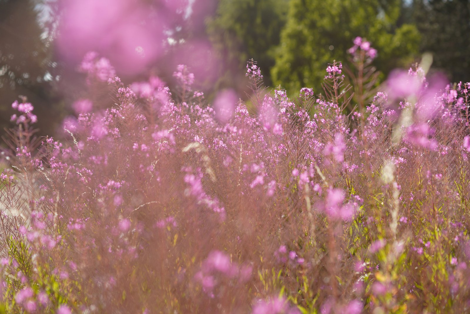 Photographe tourisme Lozère - Jean Sébastien Caron