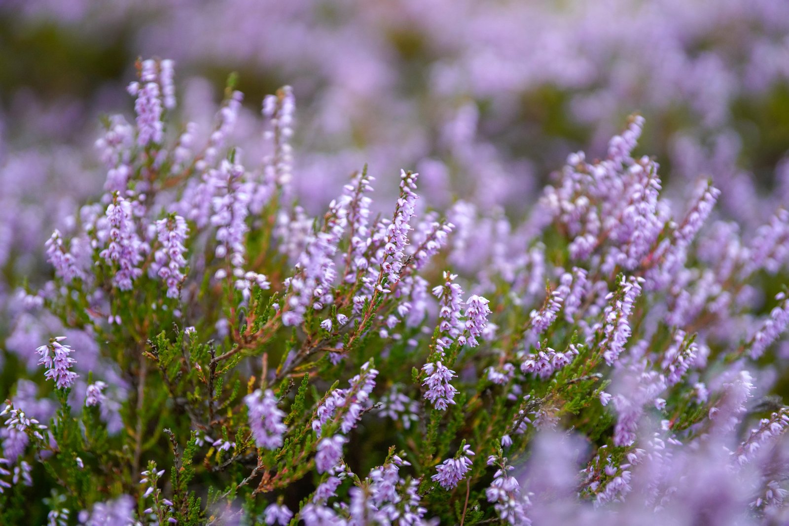 Photographe tourisme Lozère - Jean Sébastien Caron